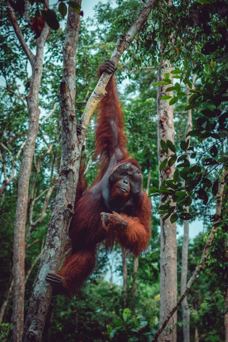 Jungle Trekking