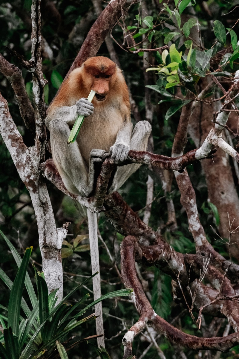 Orangutans