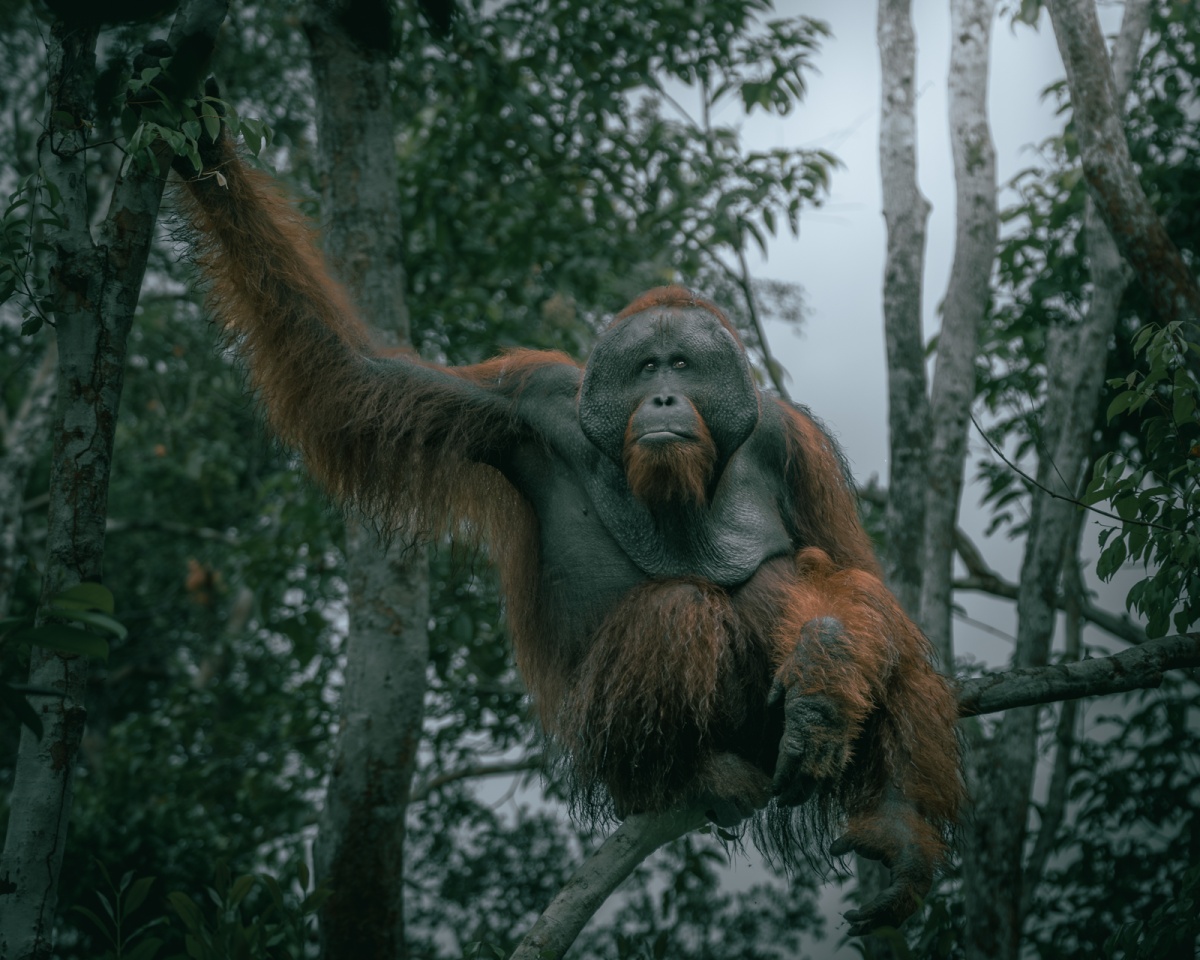 Alpha Male - Central Kalimantan, Indonesia.